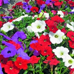Petunia Pendula gemengd