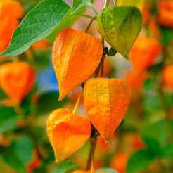 Lampionplant
