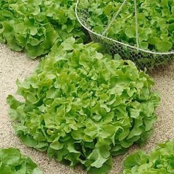 Pluksla Salad Bowl Green