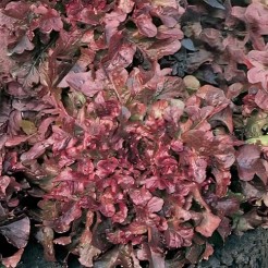 Pluksla Salad Bowl Red