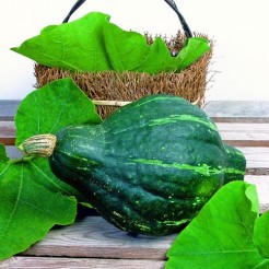 Pompoen Green Hubbard