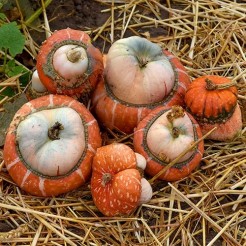 Mini Red Tulban