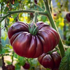 Costoluto Fiorentino