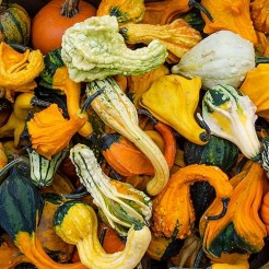 Kalebas Autum Wings