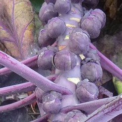 Spruitjes Rood