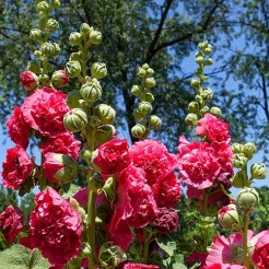 Stokroos Chater's dubbelbloemig Scarlet