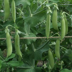Peul Sugar Snap Nairobi