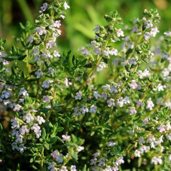 Zomertijm de Provence