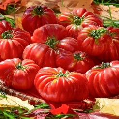 Costoluto Fiorentino