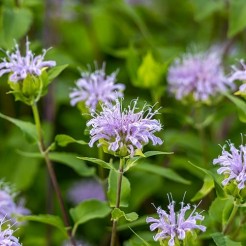 Wilde Bergamot