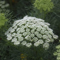 Witte Kantbloem