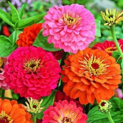 Zinnia Californische Reuzen gemengd