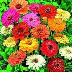 Zinnia Thumbelina gemengd