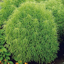 Zomercipres Tricophylla