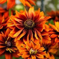 Zonnehoed Cherokee Sunset