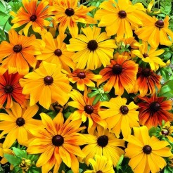 Zonnehoed Gloriosa Daisy gemengd