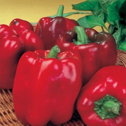 Biologische zoete puntpaprika zaden 'Kyra' van de Bolster
