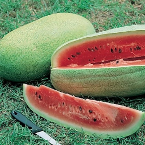 Watermeloen zaden kopen? Alle snel bezorgd | 123zaden