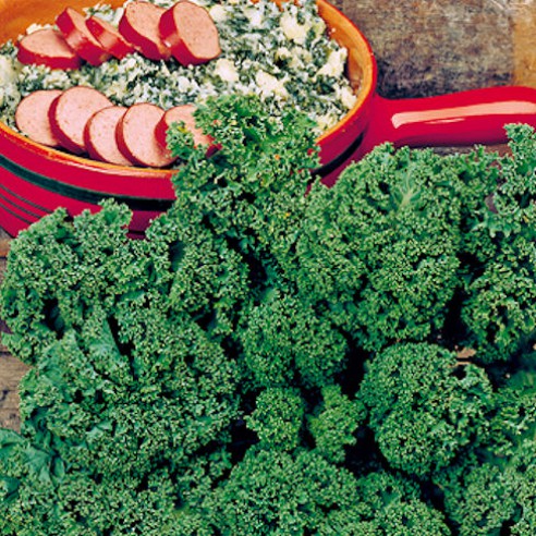 Boerenkool De Pittige Wintergroente Blog 123zaden