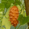 Wilde Kiwano