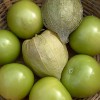 Tomatillo Giant