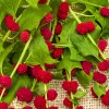 Aardbeispinazie