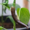 Cayenne Choco