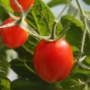 Cherry Roma