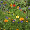 Eetbare bloemenmix