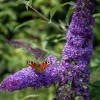 Vlinderstruik Violetblauw