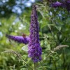 Vlinderstruik Violetblauw