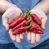 Piment de Bresse
