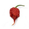 Carolina Reaper peper