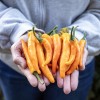 Cayenne Orange