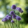 Bieslook