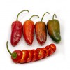 Jalapeno Biker Billy