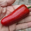 Jalapeno Biker Billy