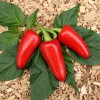 Jalapeno Jumbo