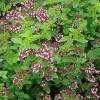 Oregano (wilde Marjolein)