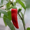 Piment d'Espelette