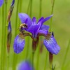 Siberische Iris