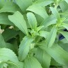 Stevia (suikerplantje)