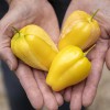 Tomatillo Queen of Malinalco