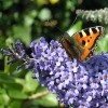 Vlinderstruik Violetblauw