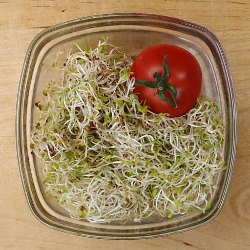Moestuin zaden kopen - Alle zaden