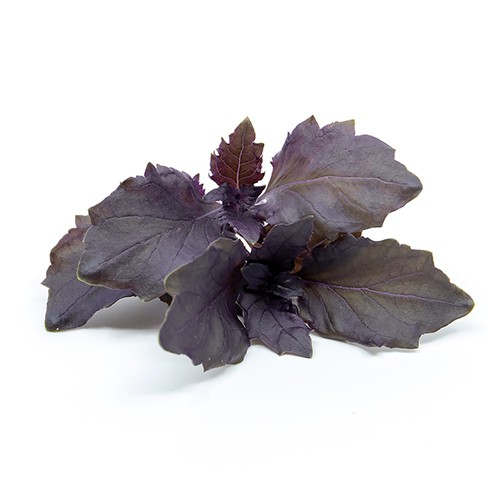 Basilicum purper zaden biologisch