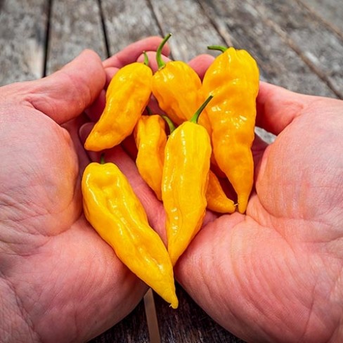 Peper Fatalii geel - Groentezaden
