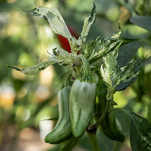 Peper Mattapeño