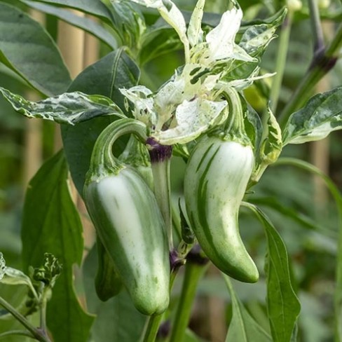 Peper Mattapeño