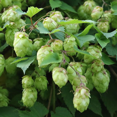 hop zaden